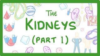 Biology  How the Kidneys Work  Kidneys Part 13 27 [upl. by Donica]