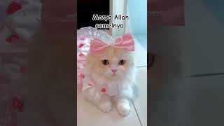 kucing comel shortvideo pecintakucing kucing kucinglucuviral pecintasholawat [upl. by Nomal]