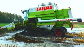 MAISDRESCHEN EXTREM  CLAAS COMMANDOR 114 CS im Donaumoos  Moor  Corn Harvest extreme [upl. by Harak116]