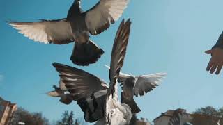 Pigeon flying sounds  cinematic sound  pigeon crowd [upl. by Elum]