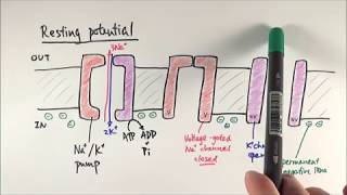 Depolarization Repolarization and hyper polarization [upl. by Wareing]