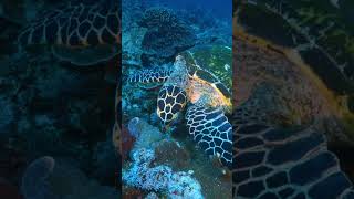 Hawksbill Sea Turtle Feeding at Corals and Sponges [upl. by Raji]