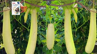 Bottle gourd plant shampoo spray benefits facts types grow and care tips trendingviralyoutube [upl. by Nnylidnarb]