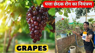 अंगूर 🍇 की बेल में पत्ता छेदक रोग का नियंत्रण कैसे करें 😱😱 Emamectin benzoate 5 SG grapesfarming [upl. by Cherise]