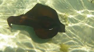 Aplysia de mar negra Aplysia fasciata en el Mar Menor [upl. by Animrelliug]