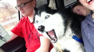 Huskies are DRAMA QUEENS and Hilarious  FUNNIEST Animals Video 2023 [upl. by Ococ]