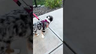 Leash jail is the worst puppy australianshepherd [upl. by Oiramed33]