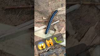 मिलीपीड कीड़ा 🙀😱🐛worm millipedes kenno millipede centipede millipedetoy millipedesong worms [upl. by Robinett]