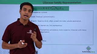 Class 11th – Floral Formula – Liliaceae Family Representation  Tutorials Point [upl. by Niawtna328]