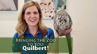 Bringing the Zoo to You Quilbert PrehensileTailed Porcupine [upl. by Shushan]