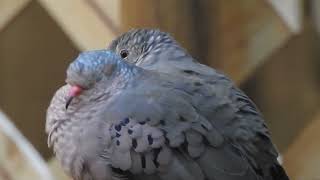 Common Ground Dove Columbina passerina Timucuan Ecological and Historical Preserve [upl. by Anaibib620]