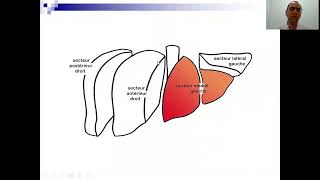 segmentation hépatique [upl. by Lazos]