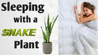 What Happens When you Keep a Snake Plant in your Room or House  Benefits of Keeping a Snake Plant [upl. by Aehtna]