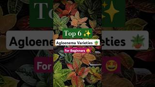 TOP 6 Aglaonema Varieties You Need in Your Collection 🪴✨ foliage indoorplants Chinese evergreen [upl. by Nnyllaf]