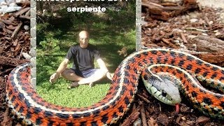 horoscopo chino 2014 serpiente [upl. by Eblehs388]