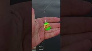 This live bait can take a beating kayakfishing walleyefishing fishingmethods bassfishing [upl. by Till]