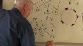 Blood 8 Blood groups Genetics of Rhesus factor [upl. by Enaenaj]