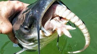 What do catfish eat Best Catfish Baits amp How to Catch Catfish [upl. by Shaper64]