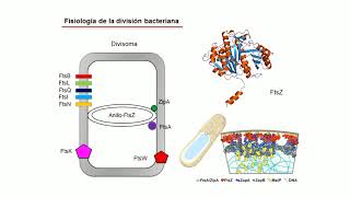 Bacterial Structure and Functions [upl. by Devaj]