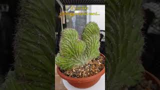 Rare Cool Crested Cactus  Polaskia chichipe cristata  growing cactus collection amp care shorts [upl. by Ashien12]