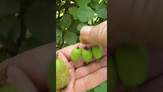 Kiwi or Grape Types of kiwi fruit we grow are Fuzzy and Hardy kiwis Actinidia kiwi garden [upl. by Aytnahs38]