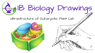 Drawing a Plant Cell [upl. by Hafirahs]