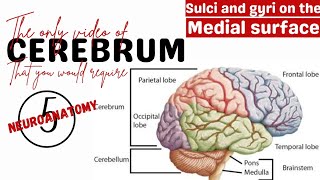 Sulci and gyri on the medial surface  Cerebrum Neuroanatomy  Anatomy [upl. by Noach]