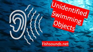 Unidentified Swimming Objects  A Global Ocean Sounds Quest [upl. by Hyde830]