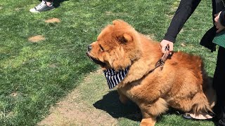 Chow Chow meet up in Melbourne [upl. by Oiramrej]