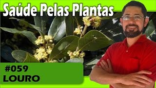 Saúde Pelas Plantas  Louro dores musculares artrite reumatismo cicatrizante câncer [upl. by Janaya565]