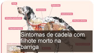 Sintomas de cadela com filhote morto na barriga [upl. by Riatsila254]