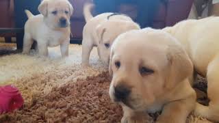 one month old labrador puppies [upl. by Appel]