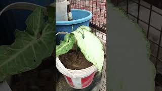 Mera beautiful synonym ka plantvideo nature gardening [upl. by Fanning]