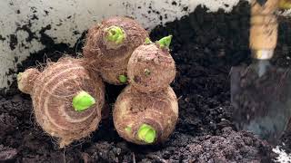 How to Plant Taro from Grocery Store Bulbs English Subtitles [upl. by Ambie]