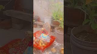 Vishnu Bhagwan ka sampurn Aartitrendingshorts aanwala navmi ka Puja havan Aartivirra status [upl. by Shull]