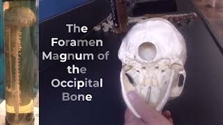 LIVE Axial Skeleton Anatomy Review for Practical Exam and Quiz Updated MSJC College 3 17 2023 [upl. by Jonie]