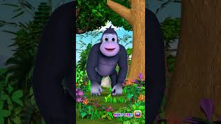 The Mountain Gorilla Song shorts savethegorilla ChuChuTV kidssongs learningsongs animalshorts [upl. by Fax125]