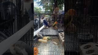 Harga lovebird di pasar sukahaji naik drastis pasarburung kicaumania lovebirds lovebirdkonslet [upl. by Cristoforo487]