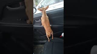 Sad Chihuahua Crying When Dad Goes In to a Store [upl. by Laurena]