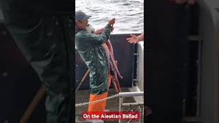 Giant Pacific Octopus Hectocotylus on Aleutian Ballad trip [upl. by Sweatt]