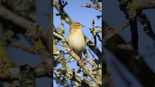 Willow Warbler Song amp Call  Beautiful Bird Sounds birds [upl. by Waverley]