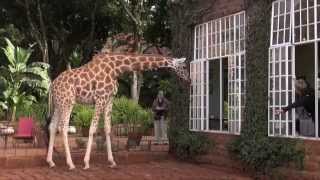 Giraffe Manor  Kenya [upl. by Arinay]