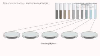 Isolation of amylase producing microbes [upl. by Alolomo]