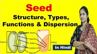 Structure of seed  Types of seed  Definition Function dispersion  NEET  In Hindi [upl. by Malvie]