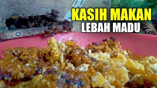 Cara kasih makan lebah madu apis cerana [upl. by Onitnatsnoc]