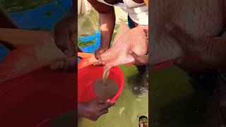 fish breading process fishbreeding trending viral [upl. by Adnohsal]