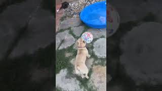 Frenchies playing soccer ￼duet america usa us soccer dogafrica funny [upl. by Irahs]