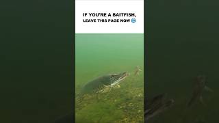 If youre a baitfish leave this page now  pike fishing underwaterworld [upl. by Enomed559]