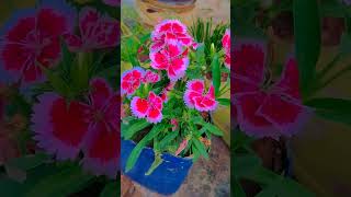 Dianthus flower careflowerworld beautifulflowersintheworld [upl. by Jeffery]