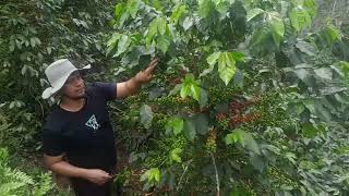 Resultados satisfactorios de la poda pulmón colombiancoffee [upl. by Cilo745]